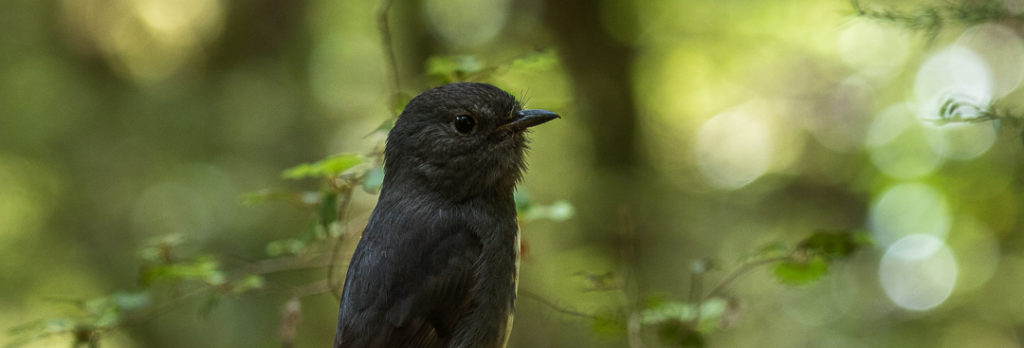 A South Island robin in a green forest