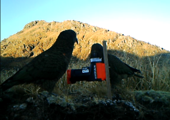 Kea habitat: kea investigate the top of an A24 trap.