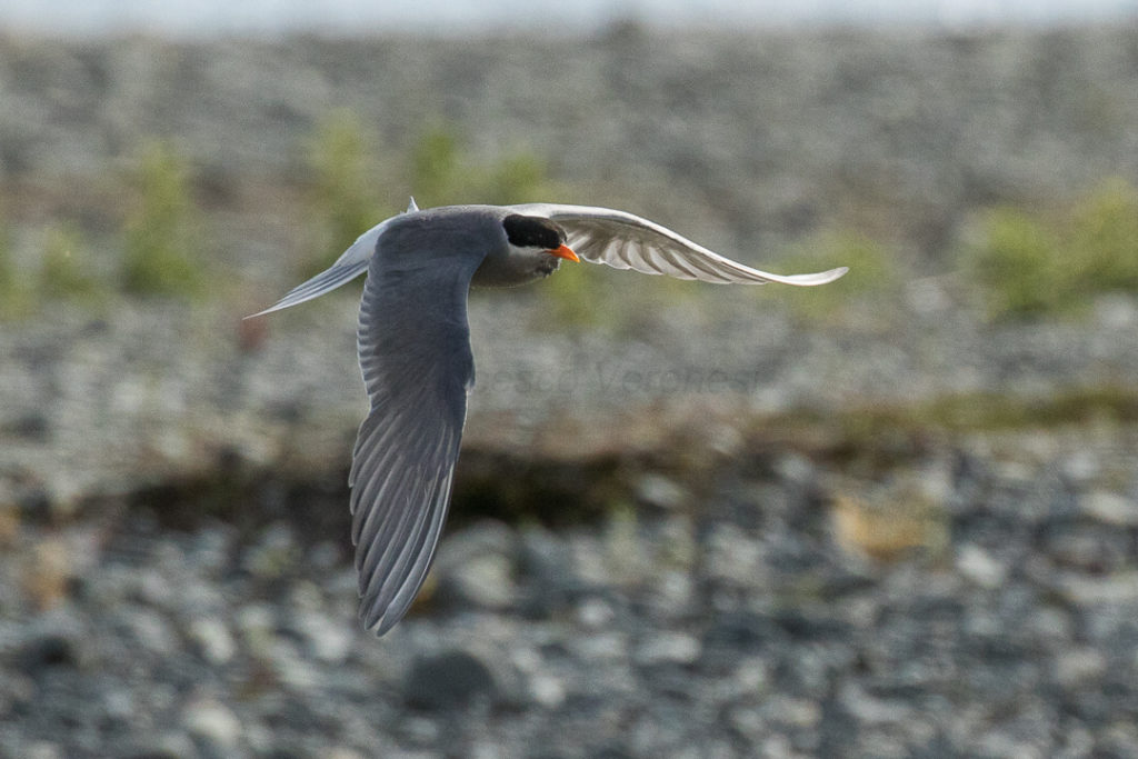 A black fronted tern in flight