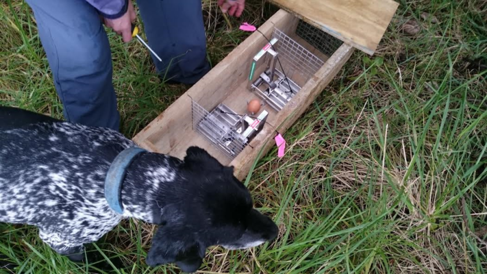 Checking traps with the help of Ohiwa's Conservation Dog.