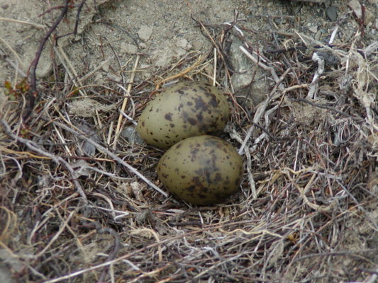 Black-fronted tern eggs. Image credit: NZSnowman (Wikimedia Commons).