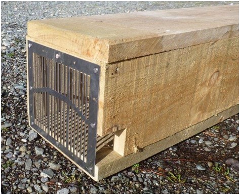 Kea habitat: trap box with metal grill and side entrance to foil stick-wielding kea.