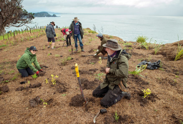 Planting day on the petrel's headland was a huge community effort. Image credit: Malcolm Pullman.
