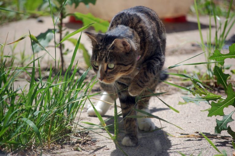 A cat hunting. Image credit: Sreejithk2000 (Wikimedia Commons).