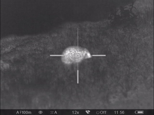 A hedgehog is clearly recognisable using thermal imaging technology.