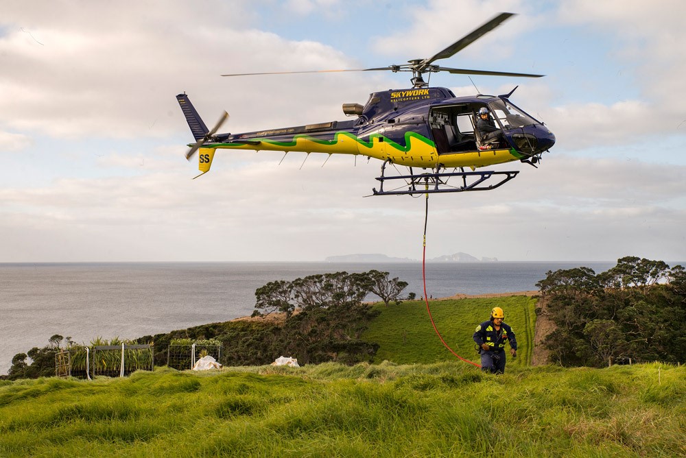 A helicopter was used to ferry plants to the headland. Image credit: Malcolm Pullman.