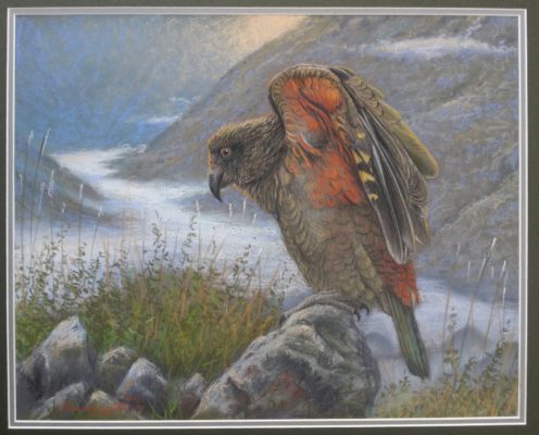 Phill's painting of a kea helped raise funds for the Stewart Island trapping programme.