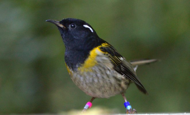 A male hihi - one of New Zealand's rarest forest birds. Image credit: Tony Green.