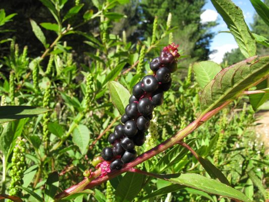 Fruiting flowerhead of Phytolacca octandra, commonly known as 'inkweed'. Image credit: Harry Rose (Wikimedia Commons).