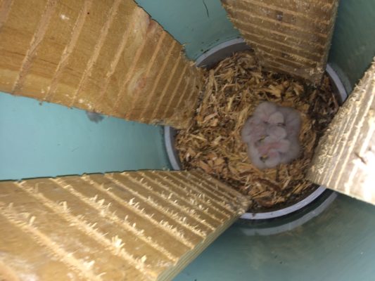 Kaka chicks in their Crofton Downs nest.