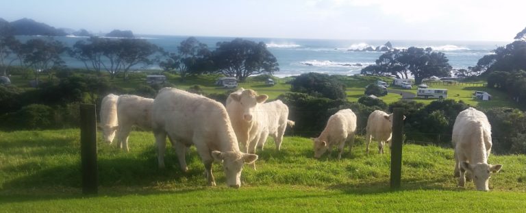 A herd of lovely looking cows