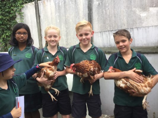 The former battery hens were rehabilitated by rescuers before beginning their new life as school chooks.