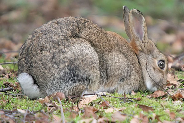A close up of a rabbit