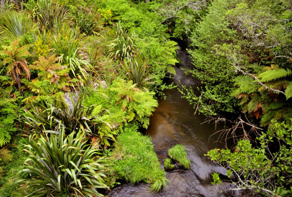 A creek in the Te Puia Reserve, Rotorua. Photo: LBM1948 (Wikimedia Commons).