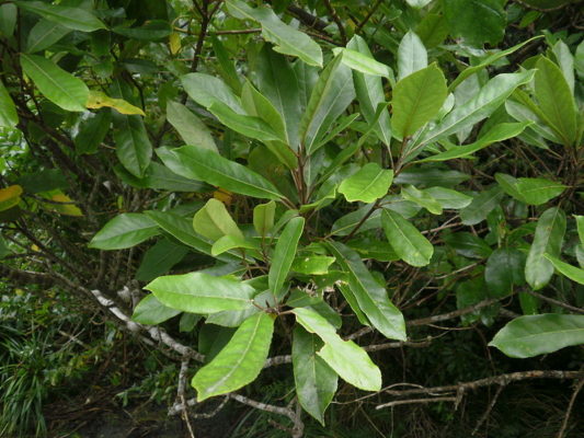 Hinau foliage in the Orongorongo Valley, Wellington. Photo: Rudolph89 (Wikimedia Commons).