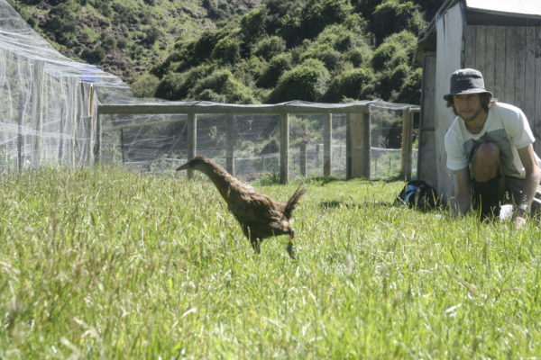 Jim Watts releases a weka in the 2012 trial. Photo: Paul van Klink.
