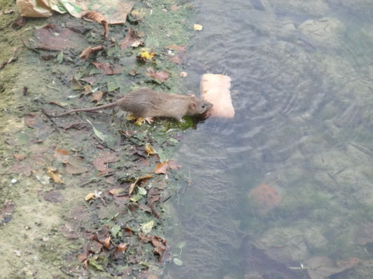 A rat scavenging for human leftovers. Rat bait may have to compete with an abundance of other food sources, especially at a tip site. Photo: Cocollector (Wikimedia Commons).