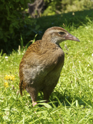 Weka (Gallirallus australis) near Punakaiki. Photo: Jorg Hempel (Wikimedia Commons).