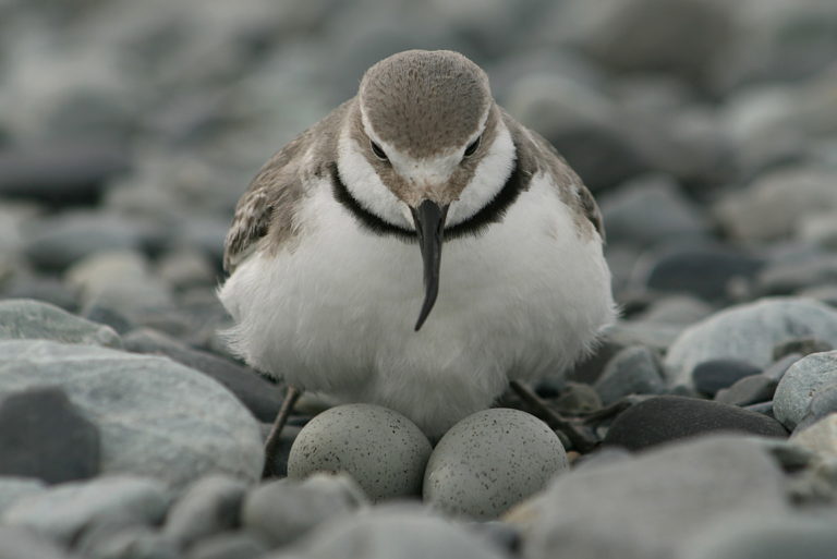 A wrybill sitting amongst the rocks