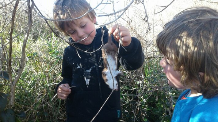 Arlo holding a dead stoat from a trap
