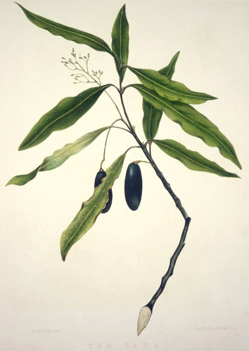 A drawing of a tawa plant