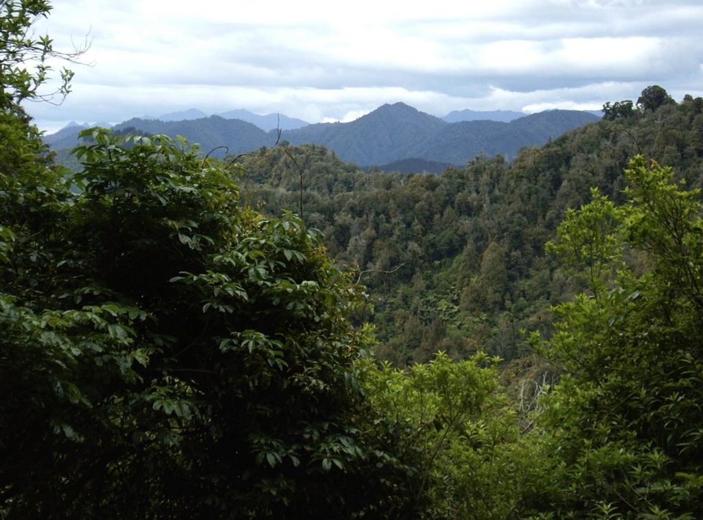A shot of dense forest