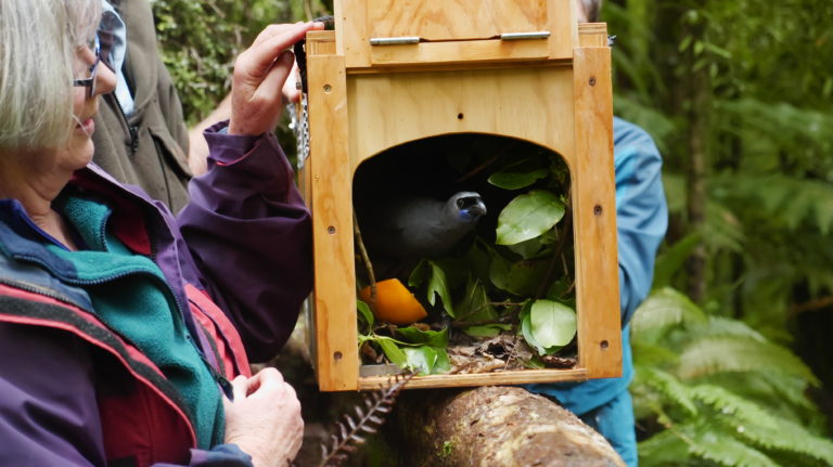 Karen Schumacher releases a kokako.