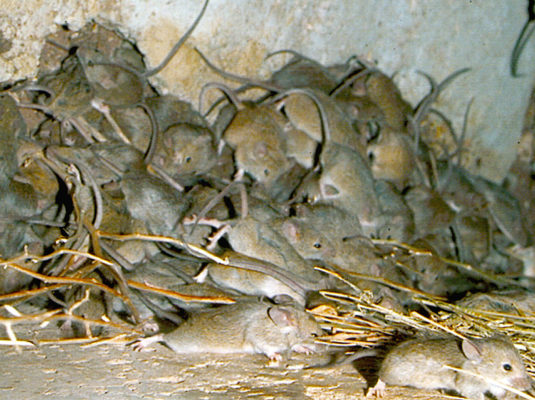 Mouse plague. Photo: CSIRO (Wikimedia Commons).