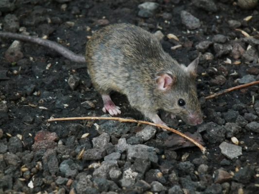 House mouse. Photo: 4028mdk09 (Wikimedia Commons).