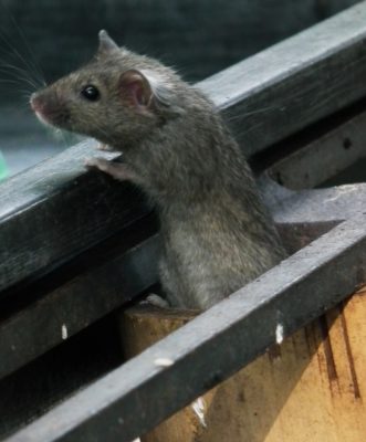House mouse. Photo: 4028mdk09 (Wikimedia Commons).