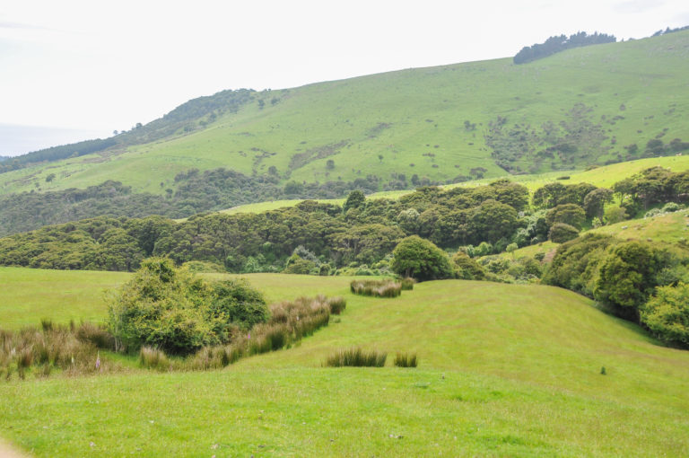 Sheep, beef farms have significant conservation potential