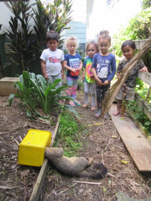 The older Nga Puriri children are involved in trapping.