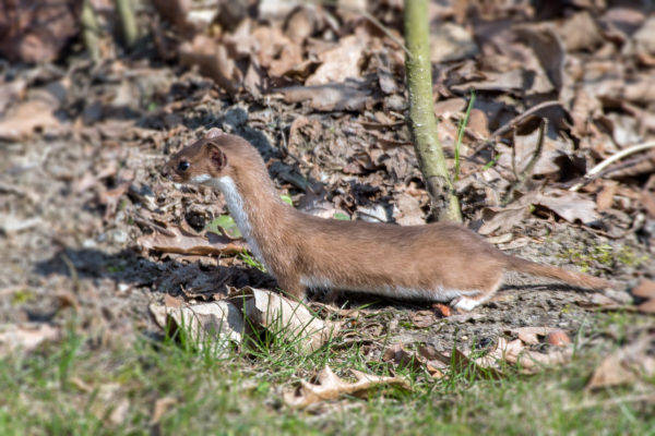Weasels are far less common than the larger stoat. Photo: Jerzy Strzelecki (Wikimedia Commons).