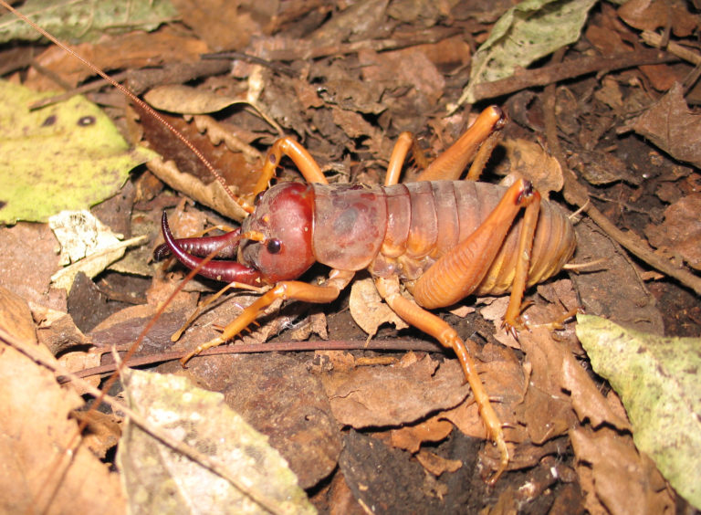 A Mercury Island tusked wētā amongst leaf litter