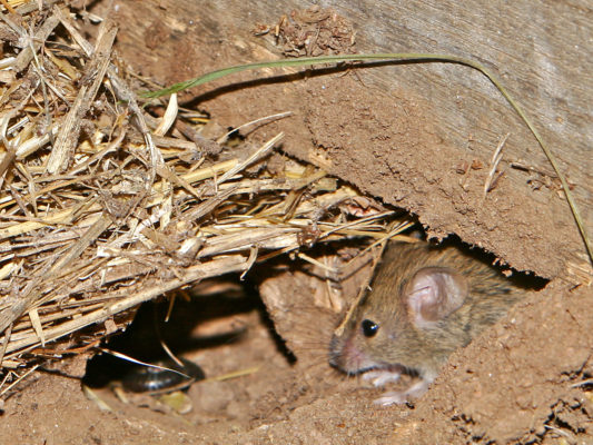 A mouse burrowing