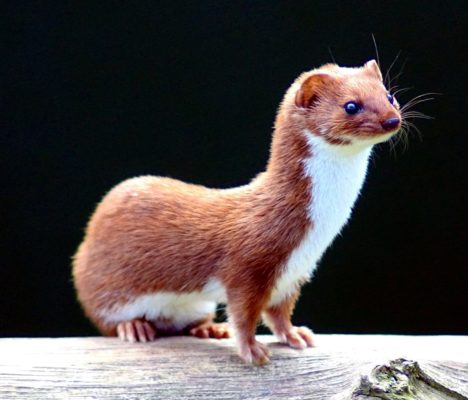 Their long thin body shape means weasels need to eat often to maintain their energy levels. Photo: Keven Law (Wikimedia Commons).