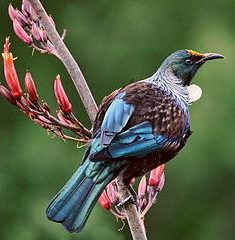 Flax flowers are popular with nectar feeders like tui and bellbirds.