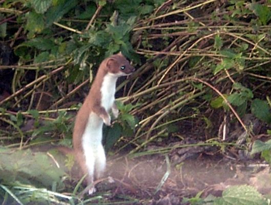 Weasels were detected in surprisingly high numbers after a beech mast in 2014. Photo: Medien (Wikimedia Commons).