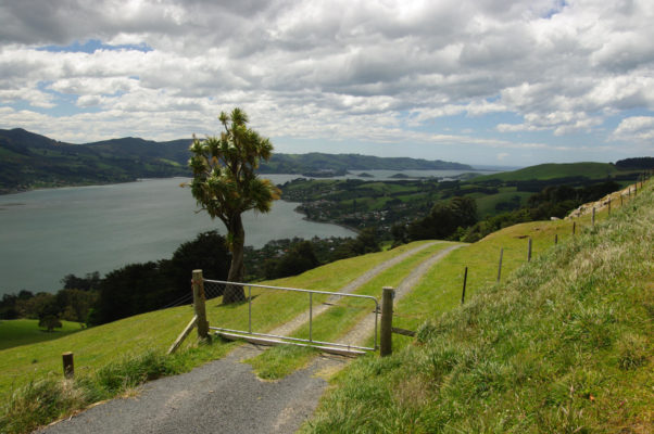 Otago Peninsula, looking across the harbour towards Port Chalmers. Photo: Gbabel (Wikimedia Commons).