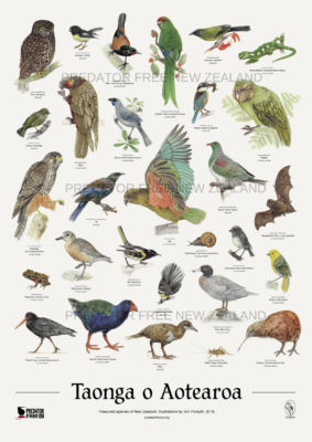 New Zealand native bird poster