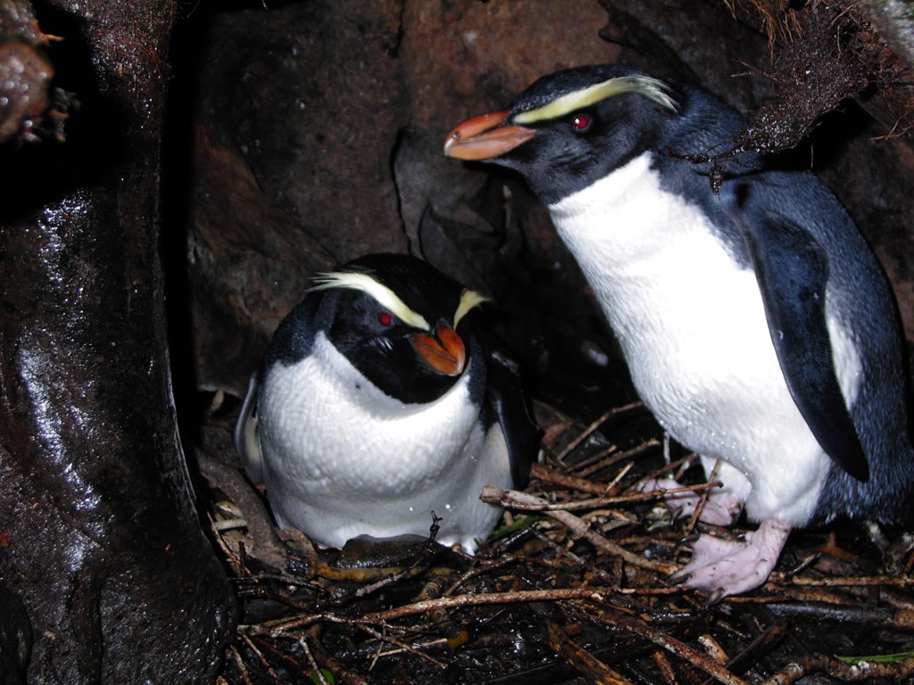 Two penguins in a burrow