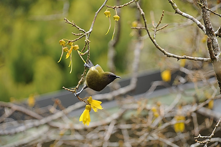 Latest bird survey confirms Hollyford Conservation Trust success