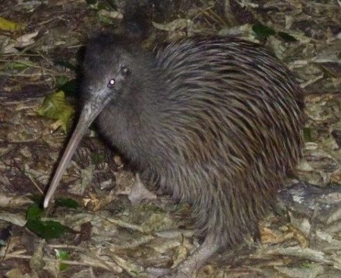 An Okarito kiwi (Rowi). Photo: markanderson72 (Wikimedia Commons).