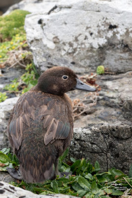 Auckland Island teal. Photo: Finlay Cox.