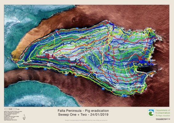 Ground covered by pig hunters on Falla Peninsula. Image: Finlay Cox.