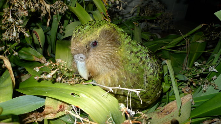 Kākāpō in a plant. Image @Department of Conservation.