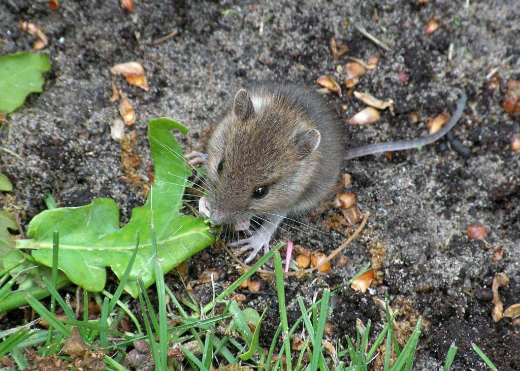 Mouse eating a leaf