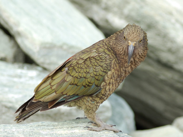 A kea on a rock