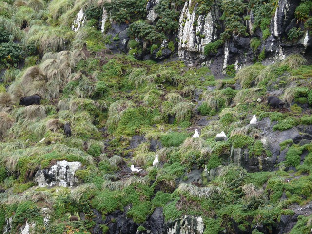 Cliff with white birds nesting
