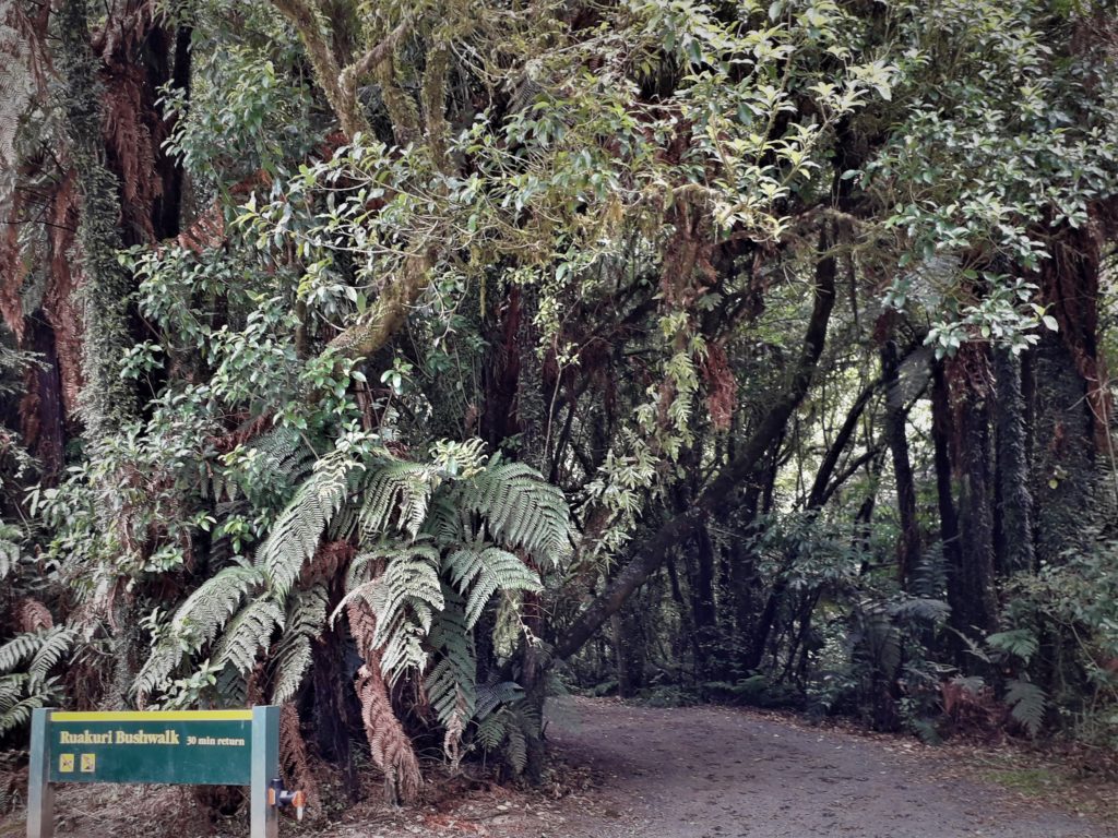 Image a track and native bush
